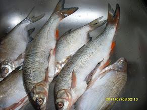 pescuit la dunare - sdc10454.JPG